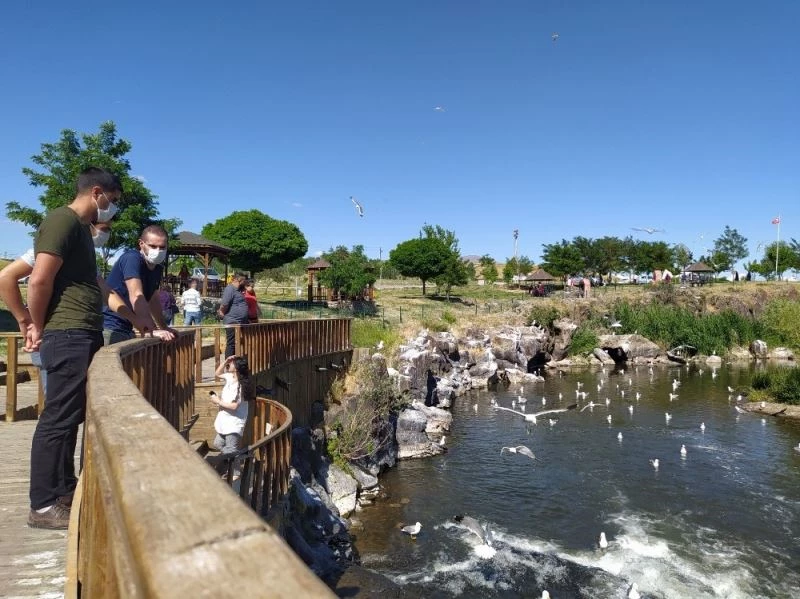 İnci kefallerinin göç macerası son buldu
