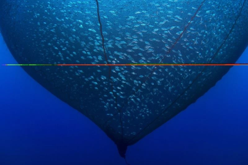 Balığın en güzel halini fotoğraflayanlar ödüle kavuştu

