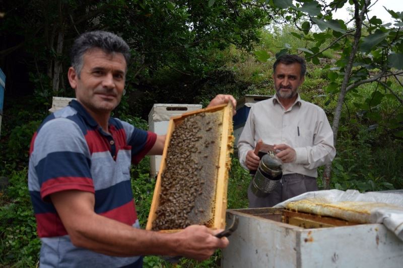 Kestane ağaçları arıcıları heyecanlandırıyor
