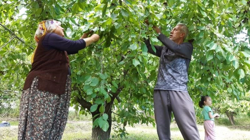 İngiliz Kraliyet ailesinin sofralarına kadar ulaşan Napolyon kirazının hasadı başladı
