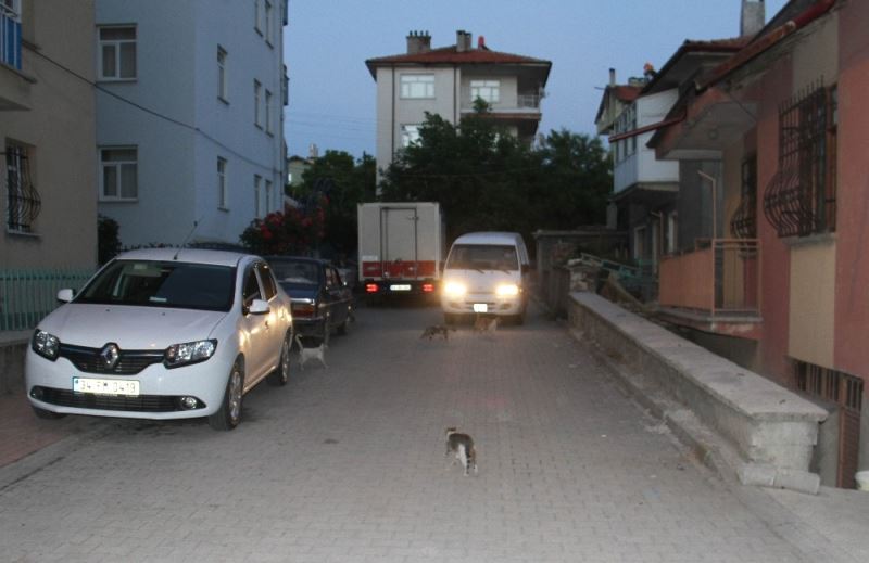 Sokak kedileri mobilya ustasının yolunu gözlüyor
