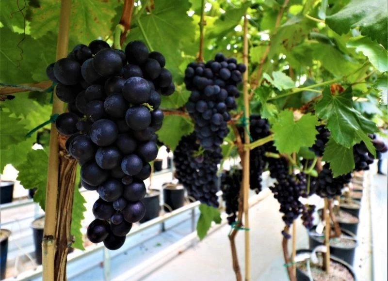 Serada üzüm yetiştirdiler, sezondan önce hasat edildi
