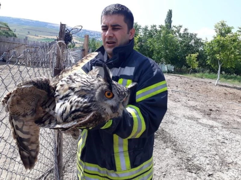 Tele takılan kuşu Suluova itfaiyesi kurtardı
