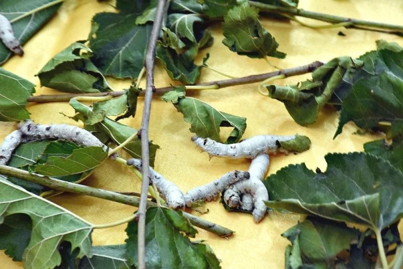 Böceklerden ilk ipek hasadı yapıldı
