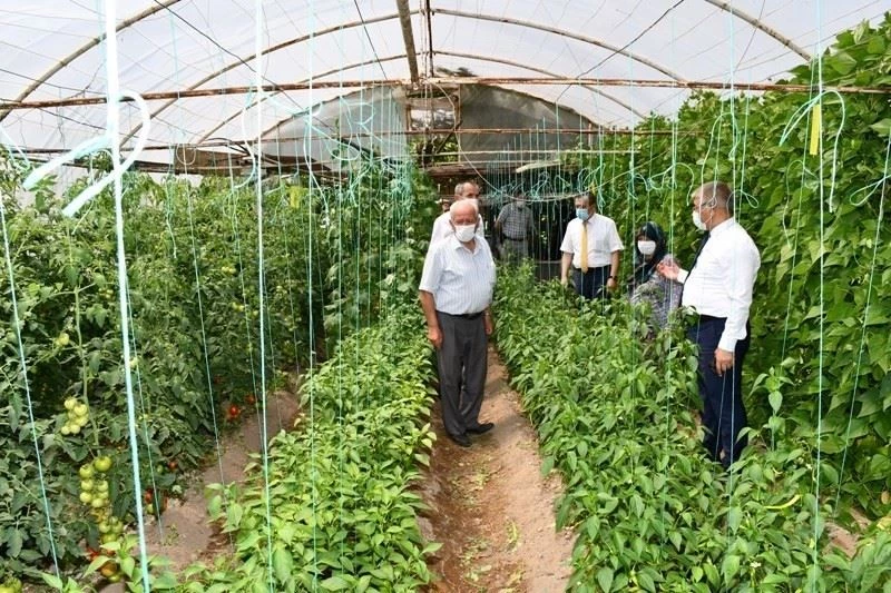 Vali Gürel, örtüaltı yetiştiricisinin seralarını gezdi
