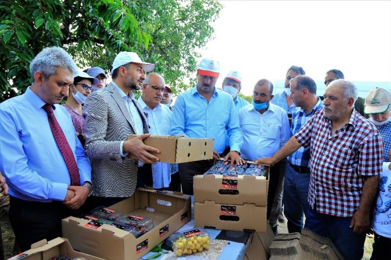 Harput kirazı hasattan sonra el değmeden müşteriye gidecek
