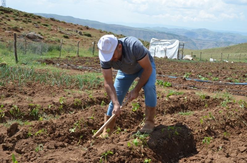 Terörün bittiği dağlarda tarım ve hayvancılık canlandı
