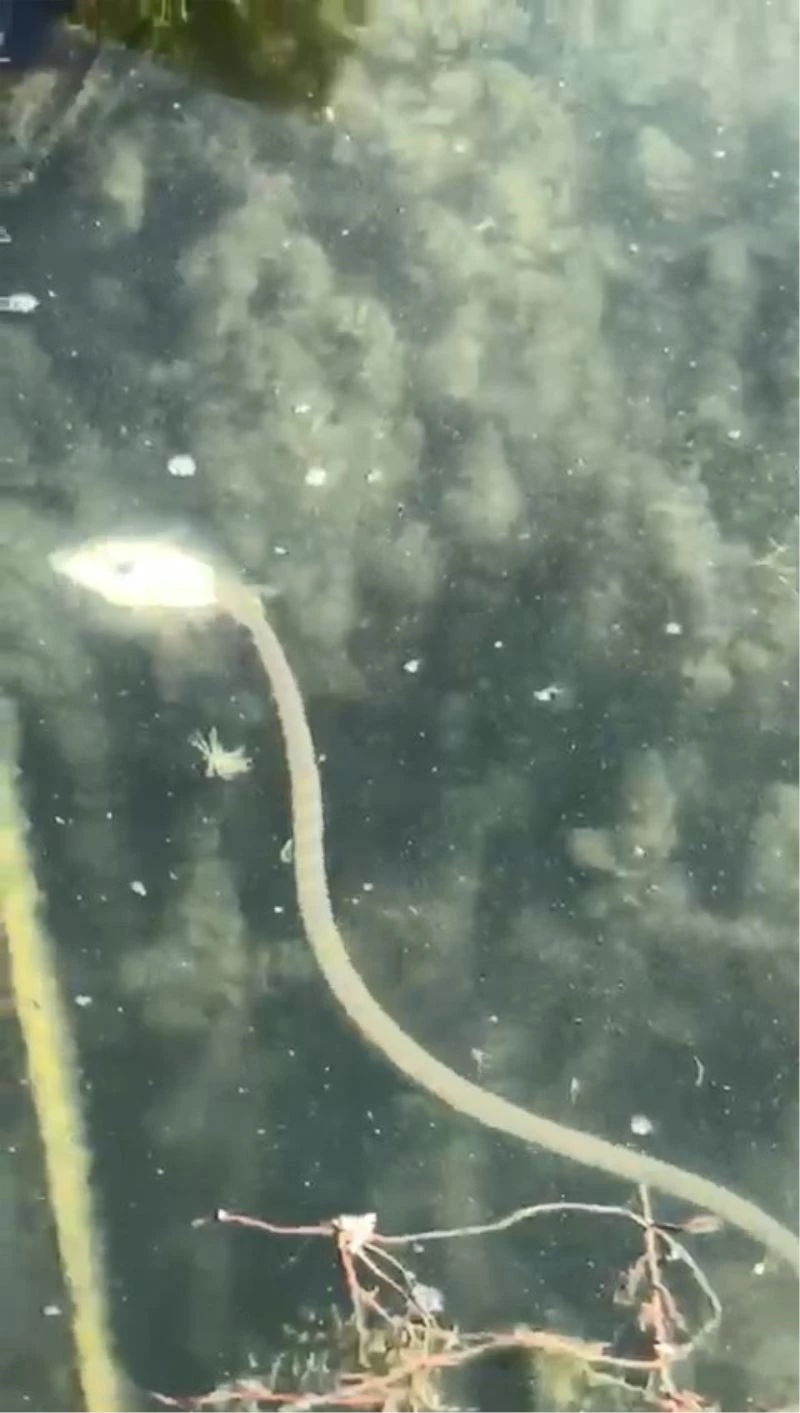 İznik Gölü’nde aynı bölgede çok sayıda yılanın su yüzüne çıkması vatandaşları tedirgin etti
