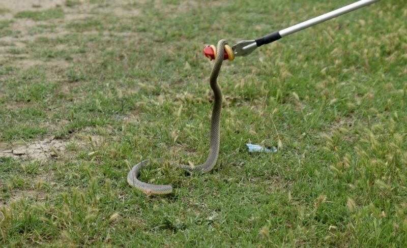 Yakalanan yılanlar doğaya bırakılıyor
