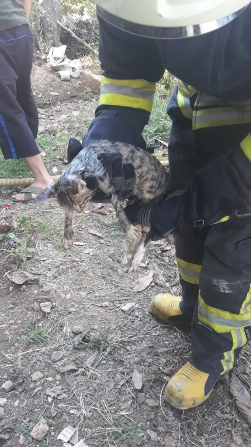 Kafası demir boruya sıkışan yavru kedi kurtarıldı
