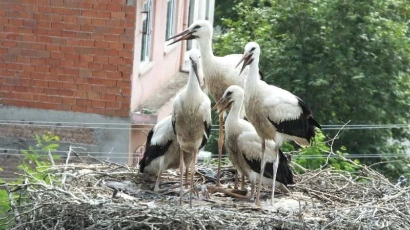 Bigadiç’te leylekler baş tacı oldu
