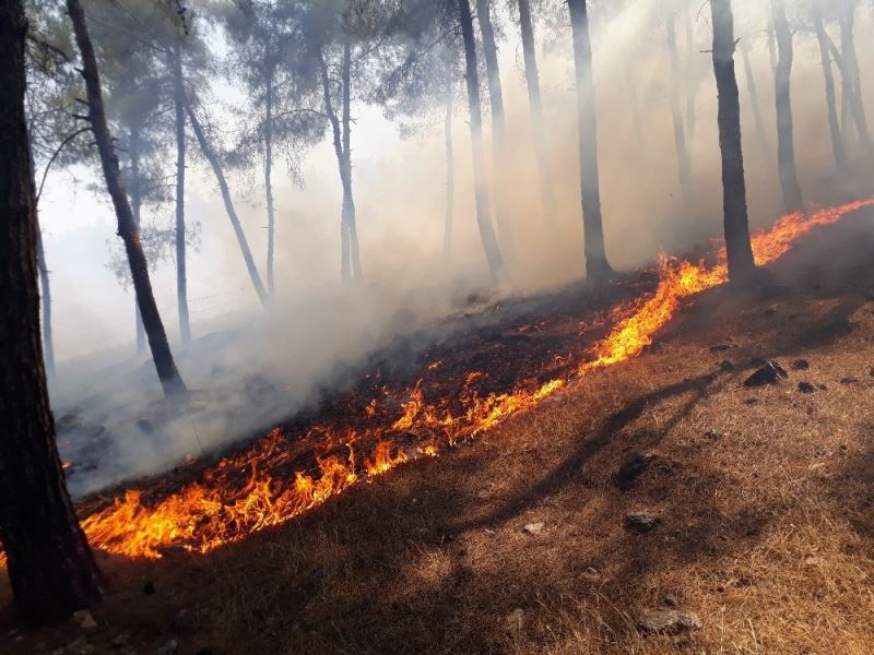 Kırıkhan’da 40 dönümlük kızılçam bitki örtüsü yandı
