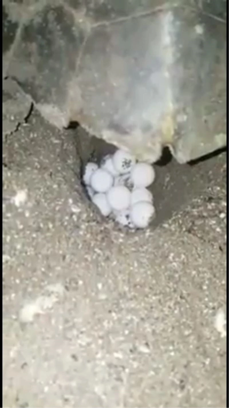 Bir bacağı kopan Carett’anın denize 25 metre mesafede yuva açma ve yumurta bırakma mücadelesi
