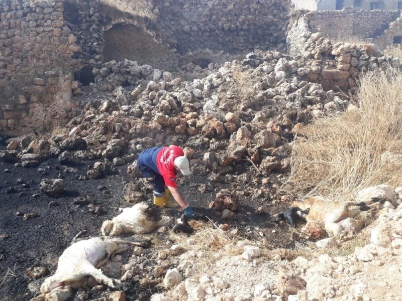 Elektrik tellerinden çıkan kıvılcım kuru otları tutuşturdu, 3 koyun telef oldu
