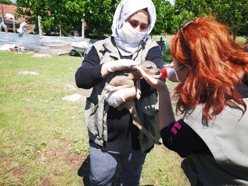 Bartın’da yavru karaca, kendisini emziren keçiyi anne olarak benimsedi
