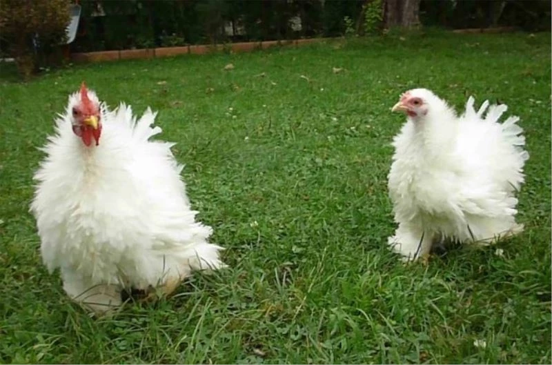 5 milyon 705 bin kanatlı hayvan sevki yapıldı
