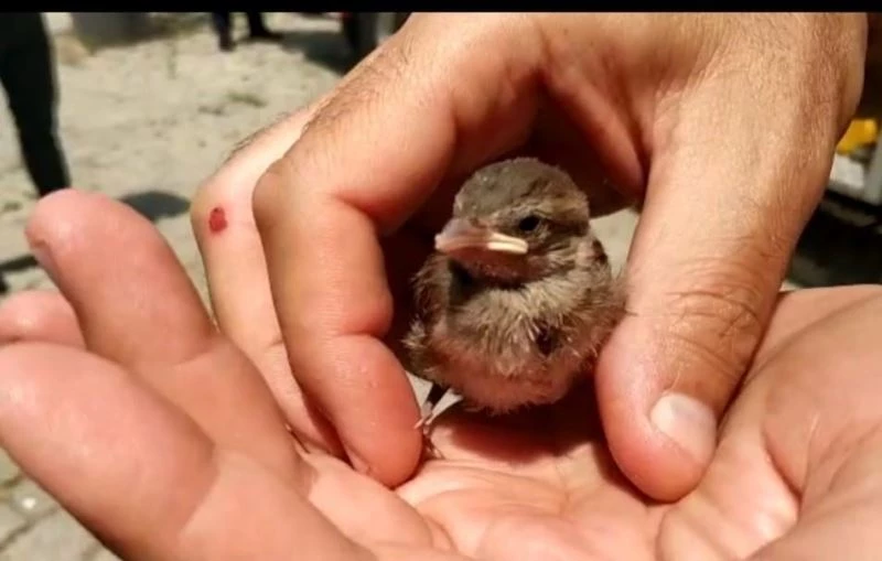 Yuvasından düşen yavru serçeyi itfaiye ekipleri kurtardı
