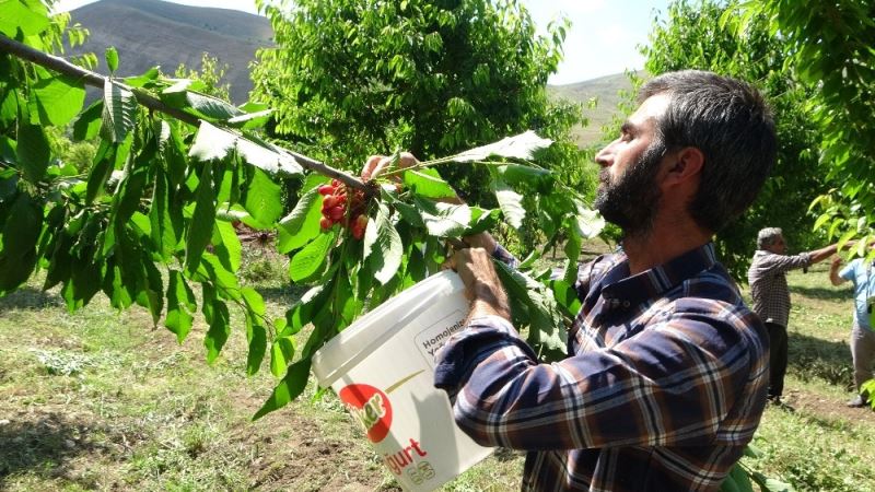 72 yaşındaki Saliha Nine devlet desteğiyle kiraz bahçesi kurdu
