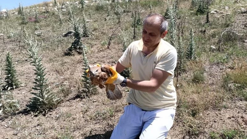 Boğulmak üzere olan kızıl şahini vatandaşlar kurtardı

