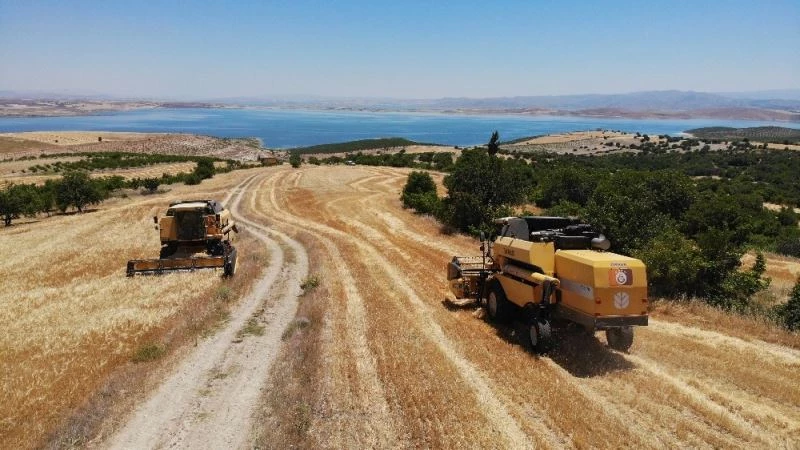 Elazığ’da 600 dönüme arpa eken başkan, hasada başladı

