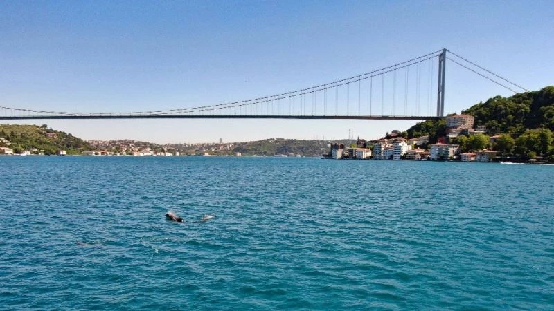 (ÖZEL) Yunusların mest eden Boğaz eğlencesi
