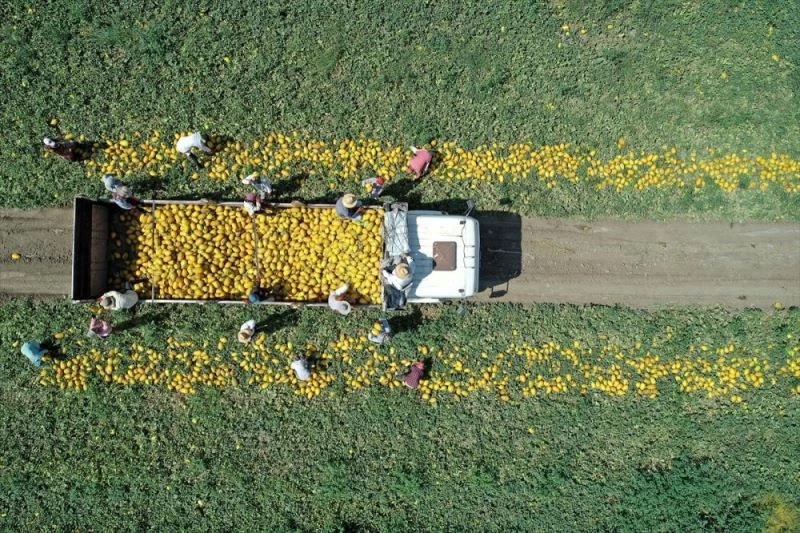 Kavunda verim düşüklüğüne üzülen çiftçi, fiyatla sevindi