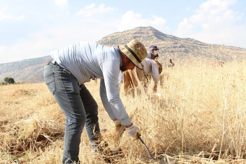 40 derece sıcaklıkta buğday hasadı
