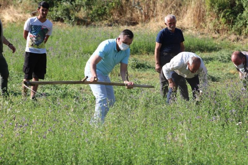 Kaymakam Solmaz çiftçiyle tırpan tutup orak salladı
