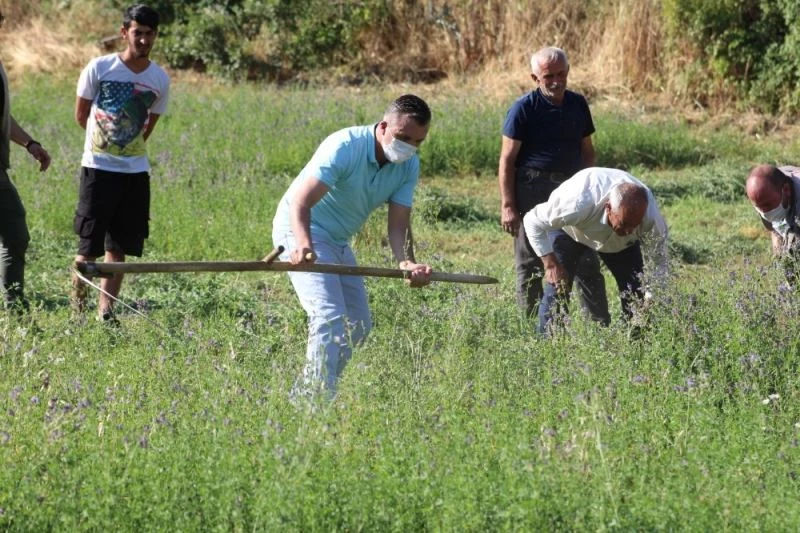 Kaymakam Solmaz çiftçiyle tırpan tutup orak salladı
