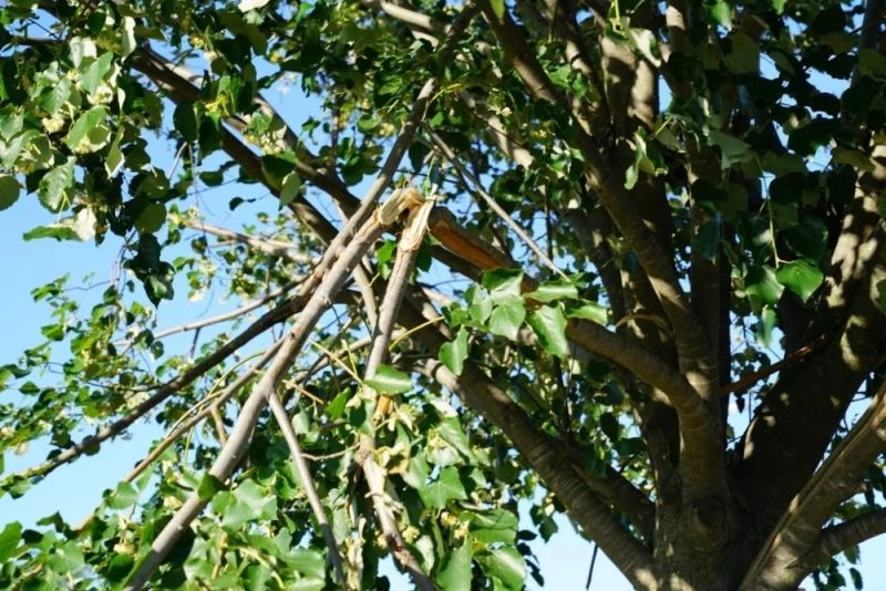 Kendini bilmezler ağaçları tahrip etti
