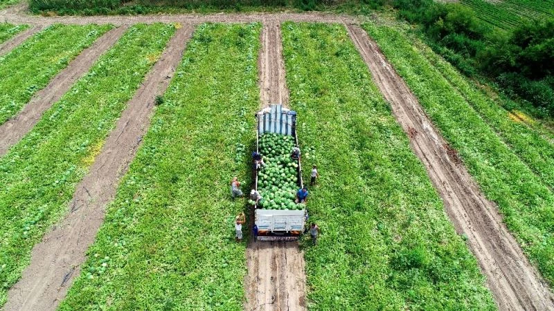 Serin hava karpuzun fiyatını düşürdü
