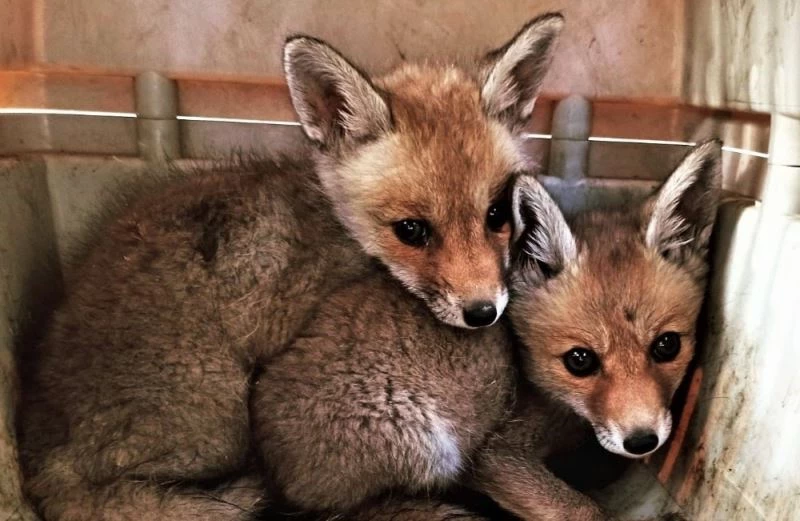Anneleri telef olan yavru tilkiler koruma altına alındı
