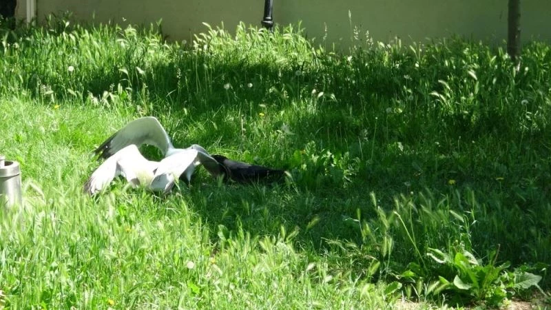 (Özel) Martılar kavgaya tutuştu, karga ayırdı
