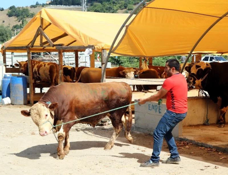 Kurbanlık fiyatları ’yüzde 8’ oranında artabilir
