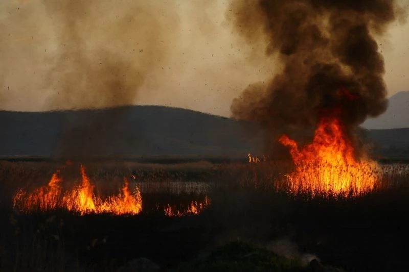 Birçok kuş türünün yaşadığı sazlık alan alev alev yandı
