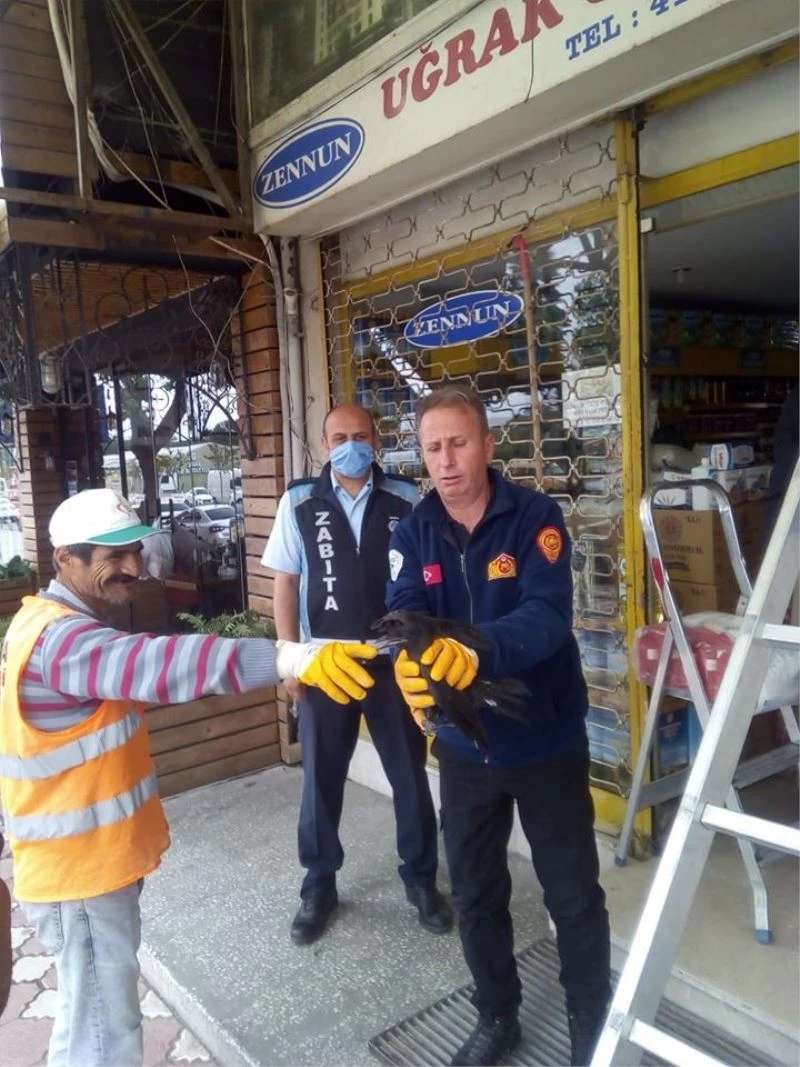 Dükkanın tabelasına sıkışan karga kurtarıldı
