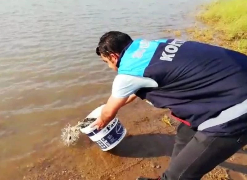 Siirt’te 55 bin yavru pullu sazan balığı gölete bırakıldı

