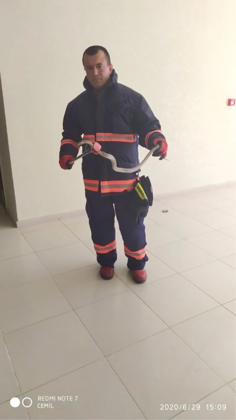 Okulda yakalanan yılanlar doğaya bırakıldı
