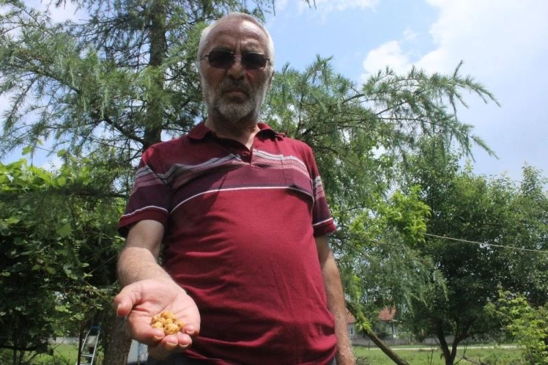 Düzce’de üretilen ilaç Amerikan beyaz kelebeği sorununa çözüm oldu
