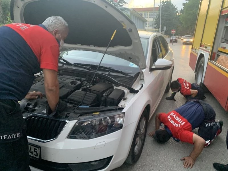 Geyik böceklerini doğaya belediye başkanı uğurladı
