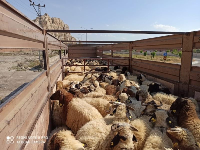 Van’dan Katar’a hayvan ihracatı
