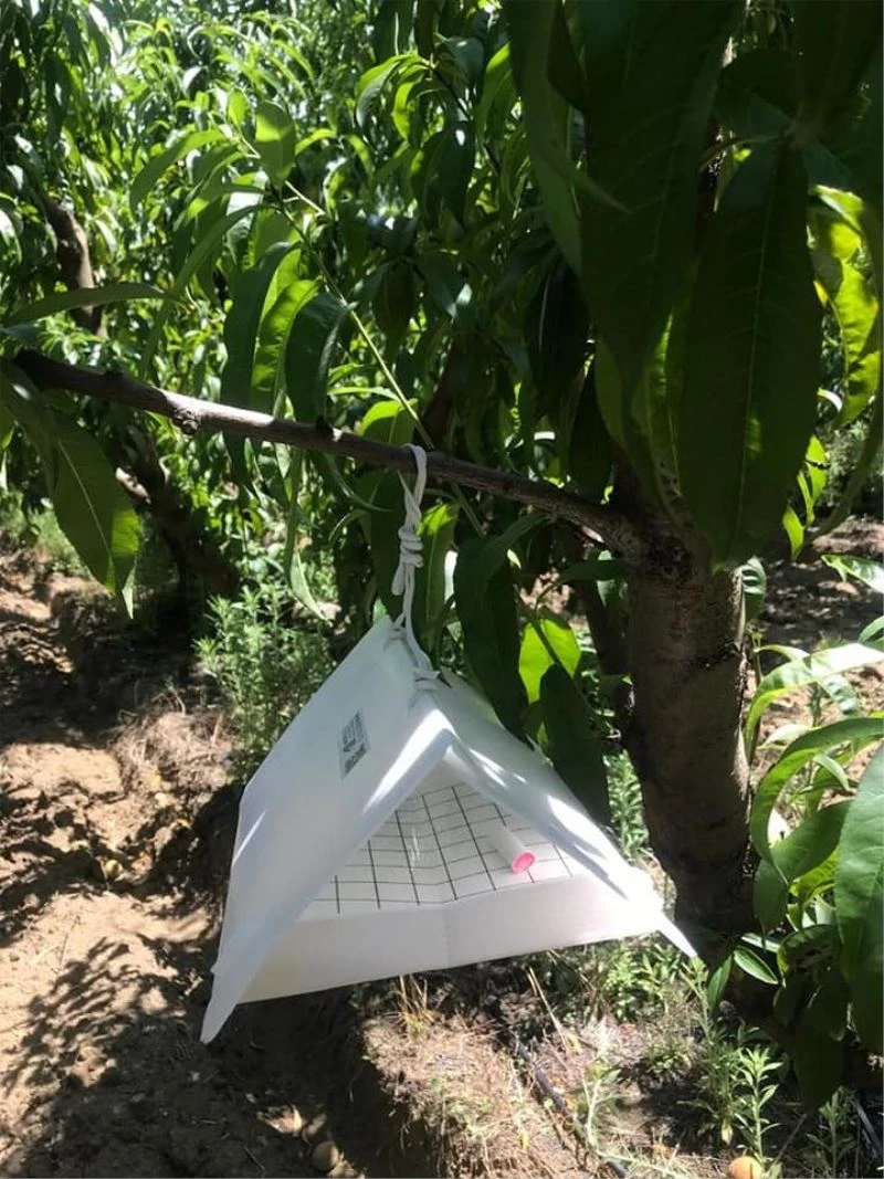 Lapseki’de, Akdeniz sineğiyle mücadele
