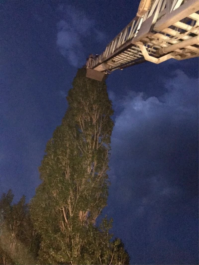 Yuvadan düşen yavru kuşa şefkat eli
