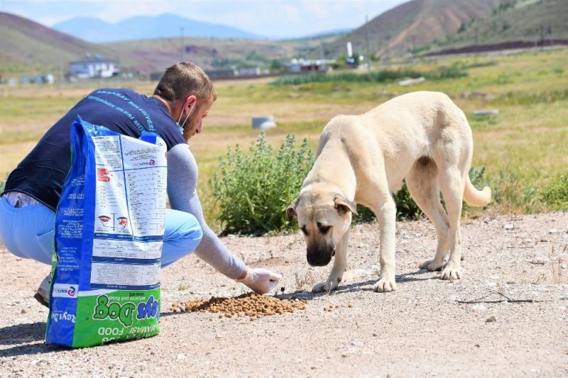 Aksaray Belediyesi sokak hayvanları için mama ve su desteği sağlıyor
