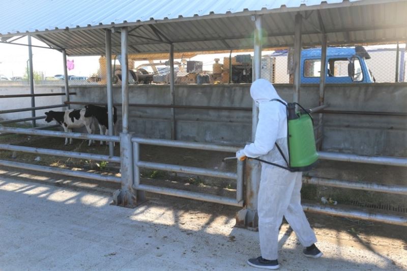 Ereğli hayvan pazarı dezenfekte çalışmalarının ardından kapılarını açtı

