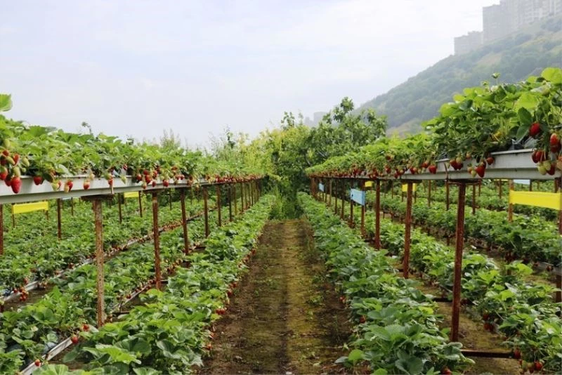 Topraksız çilek tarımıyla birim alandan kazancını dörde katladı
