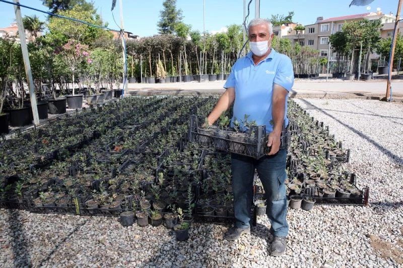 İzmir’in meşe ormanları yeniden yeşeriyor
