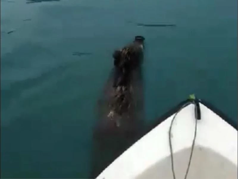 Balık için açıldığı denizde yüzen yaban domuzu ile karşılaştı
