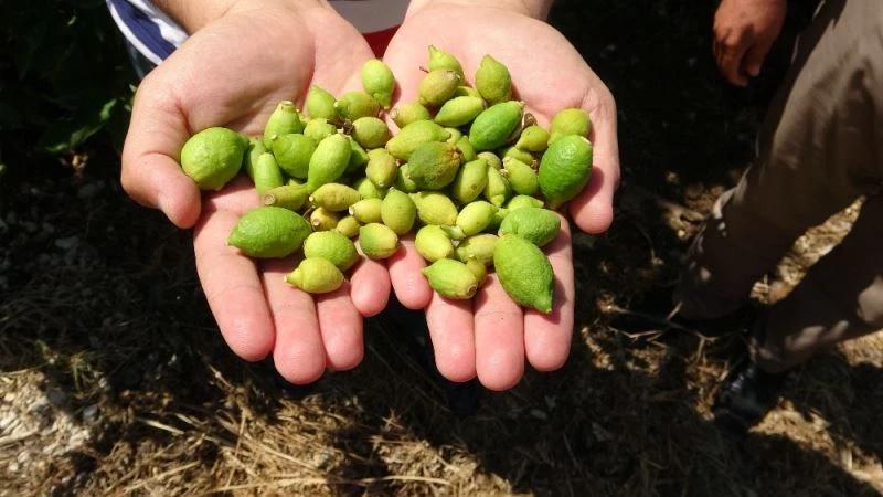 Afrika sıcakları narenciye meyvelerini kuruttu
