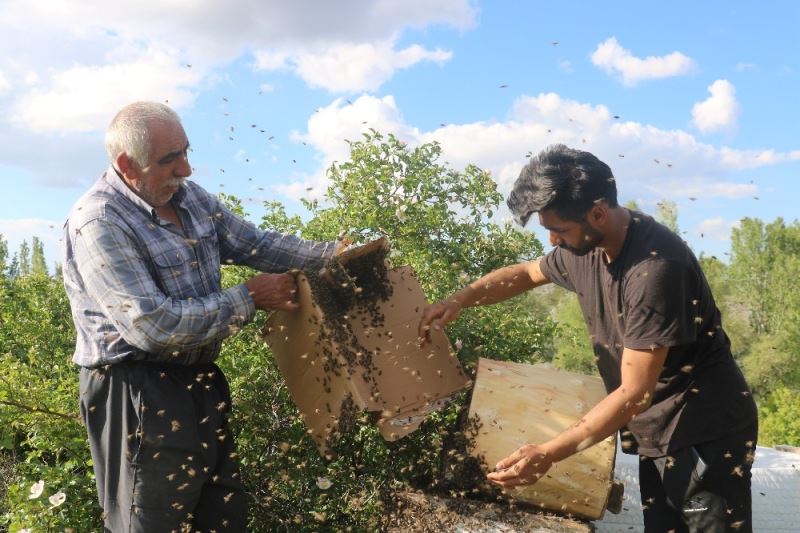 Korkusuz dede ve torunun arılarla ilişkisi şaşırtıyor
